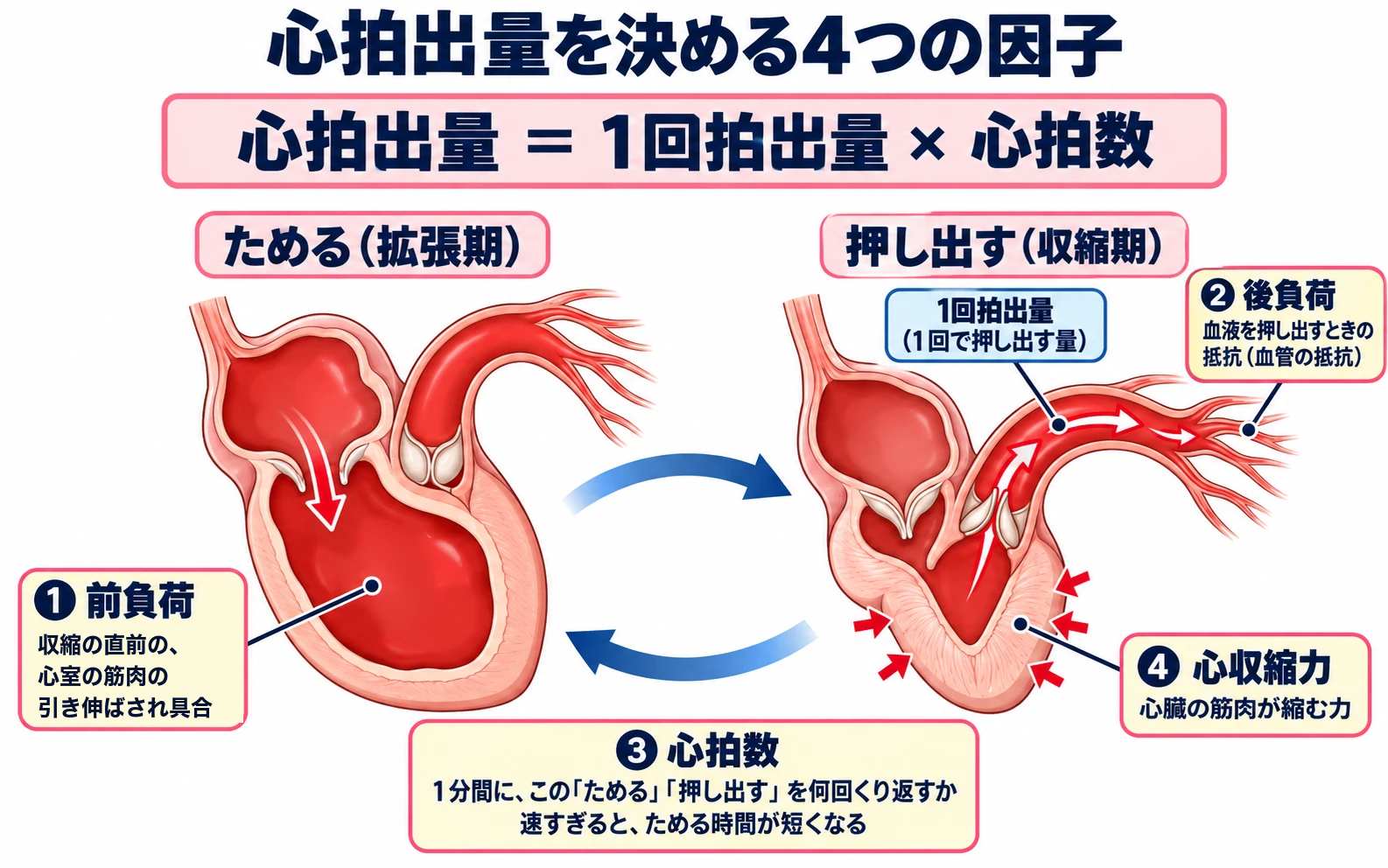 心拍出量を決める4つの因子の図。上に「心拍出量＝1回拍出量×心拍数」の式。左のコマ「ためる（拡張期）」では、僧帽弁が開いて左心房から左心室へ赤い血液が流れ込み、大動脈弁は閉じ、左心室が血液でたっぷり満たされている（①前負荷：収縮の直前の、心室の筋肉の引き伸ばされ具合）。右のコマ「押し出す（収縮期）」では、僧帽弁が閉じ、大動脈弁が開いて、縮んで壁が厚くなった左心室から大動脈へ血液が押し出される（1回拍出量）。左心室の壁の内向きの矢印は④心収縮力（心臓の筋肉が縮む力）、だんだん細くなる動脈は②後負荷（血液を押し出すときの抵抗、血管の抵抗）。2つのコマをつなぐ回る矢印は③心拍数（1分間に「ためる」「押し出す」を何回くり返すか。速すぎると、ためる時間が短くなる）。