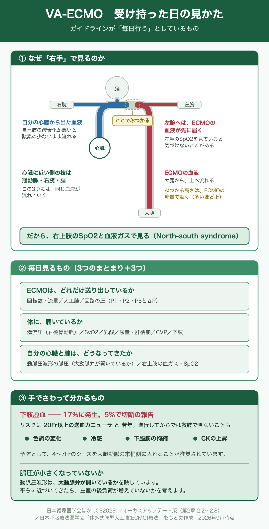 VA-ECMOを受け持った日の見かたを示した早見図。①なぜ右手で見るのか。自分の心臓から出た血液は、自己肺の酸素化が悪いと酸素の少ないまま流れる(青)。ECMOの血液は大腿から上へ流れ、大動脈弓の途中でぶつかる(赤)。ぶつかる高さはECMOの流量で動き、流量が多いほど上になる。左腕へはECMOの血液が先に届くため、左手のSpO2を見ていると気づけないことがある。心臓に近い側の枝は冠動脈・右腕・脳で、この3つには同じ血液が流れていく。だから右上肢のSpO2と血液ガスで見る(North-south syndrome)。②毎日見るもの。ECMOはどれだけ送り出しているか=回転数・流量、人工肺、回路の圧(P1・P2・P3とΔP)。体に届いているか=灌流圧(右橈骨動脈)、SvO2、乳酸、尿量・肝機能、CVP、下肢。自分の心臓と肺はどうなってきたか=動脈圧波形の脈圧(大動脈弁が開いているか)、右上肢の血ガス・SpO2。③手でさわって分かるもの。下肢虚血は17%に発生し5%で切断の報告があり、リスクは20Fr以上の送血カニューラと若年で、進行してからでは救肢できないこともある。サインは色調の変化、冷感、下腿筋の拘縮、CKの上昇。予防として4〜7Frのシースを大腿動脈の末梢側に入れることが推奨されている。脈圧が小さくなっていないか。動脈圧波形は大動脈弁が開いているかを映しており、平らに近づいてきたら左室の後負荷が増えていないかを考える。